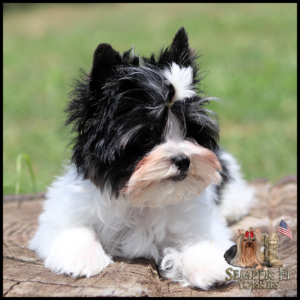 Black and white fluffy puppy lounging on a wooden log with a green yard in the background (Semper Fi Yorkies logo in bottom right).