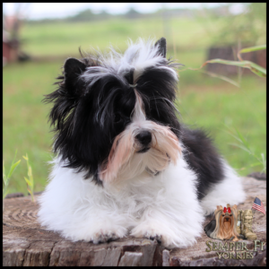 Fluffy black‑and‑white Yorkshire Terrier puppy lounging on a weathered log outdoors in a green field.