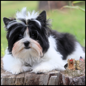 Cute black-and-white Shih Tzu puppy with a topknot lying on a tree stump; Semper Fi Yorkies logo bottom right with flag and boots.