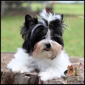 Small fluffy black-and-white Yorkie puppy resting on a tree stump outdoors, with logo in the corner.