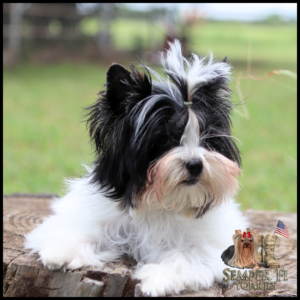 Fluffy black-and-white Yorkie puppy resting on a tree stump outdoors; bottom-right shows the Semper Fi Yorkies logo with a Yorkie, boots, an American flag, and the text 'Semper Fi Yorkies'.