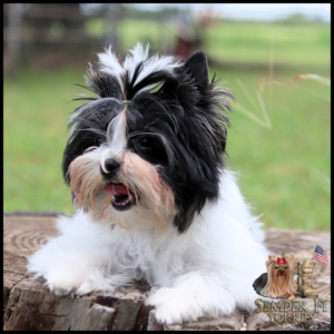 Fluffy black-and-white Yorkie puppy on a log outdoors; Semper Fi Yorkies logo with a Yorkie and American flag in the bottom-right corner.