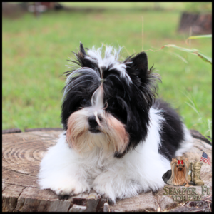 Fluffy black-and-white Shih Tzu/Yorkie-like puppy sitting on a tree stump outdoors with a logo in the corner reading 'Semper Fi Yorkies' and a small American flag imagery.