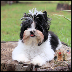 Small fluffy black-and-white dog with its tongue out, lying on a tree stump outdoors; Semper Fi Yorkies logo in corner.