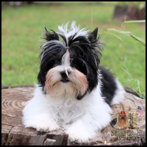 Fluffy black-and-white Yorkshire Terrier puppy resting on a tree stump outdoors, with a blurred green yard background and a Semper Fi Yorkies logo in the bottom-right corner.